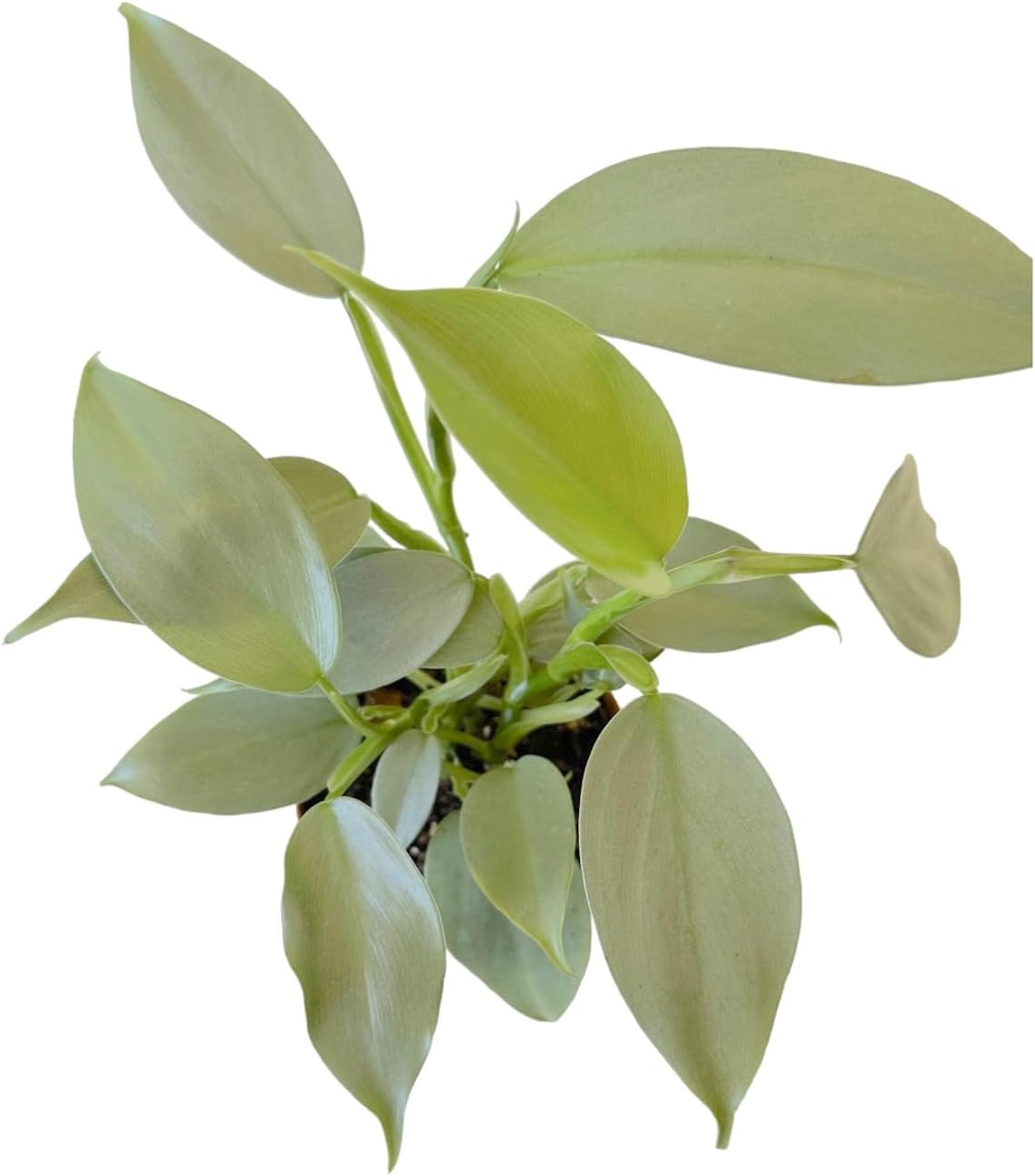 4 inch Philodendron Live Indoor Plant V68347