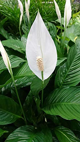 5 Live Plants in 6 Inch Pots Spathiphyllum I221