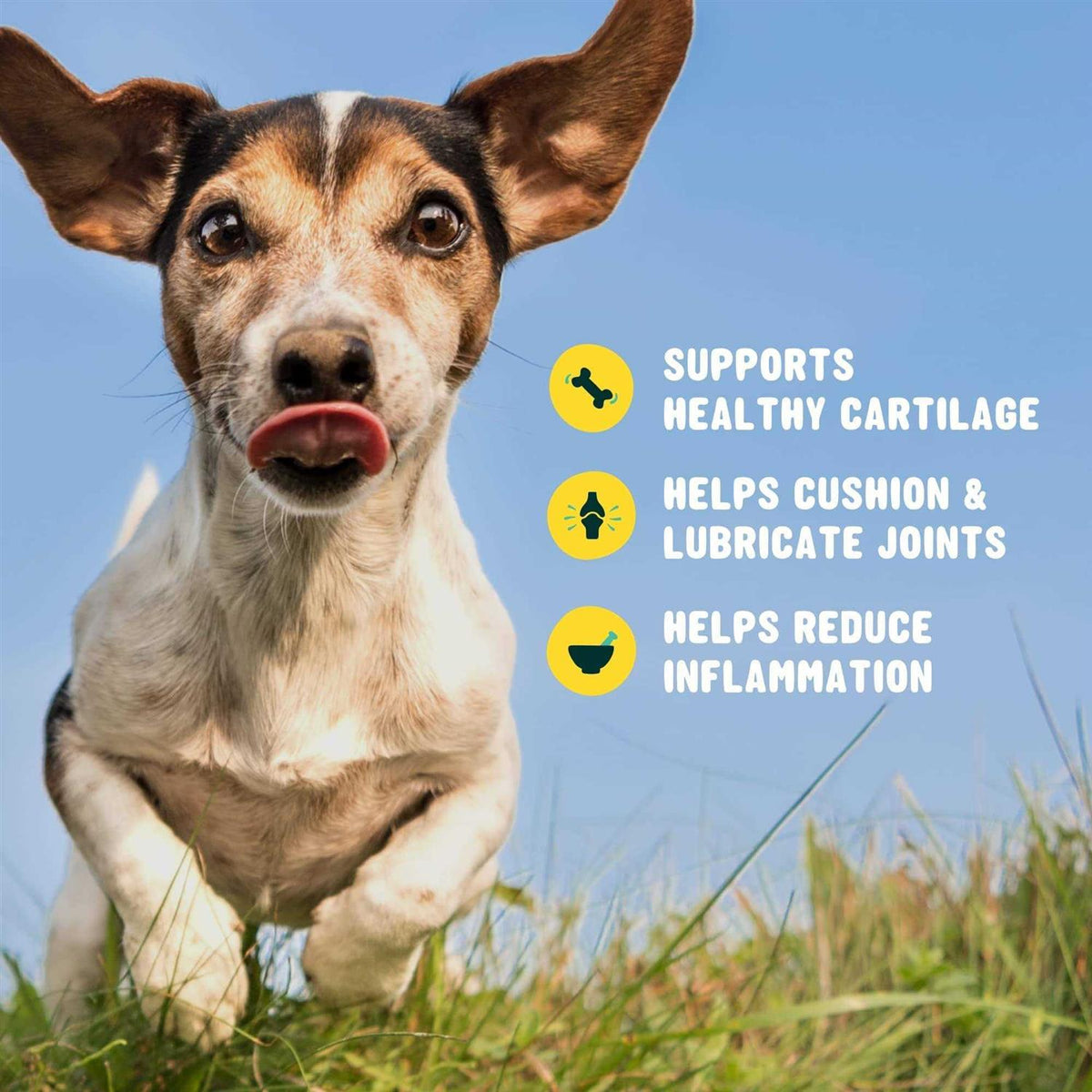 Glucosamine for Dogs Hip and Joint Supplement with Chondroitin, Turmeric, and Msm T763795