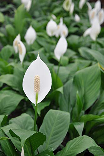 5 Live Plants in 6 Inch Pots Spathiphyllum I221