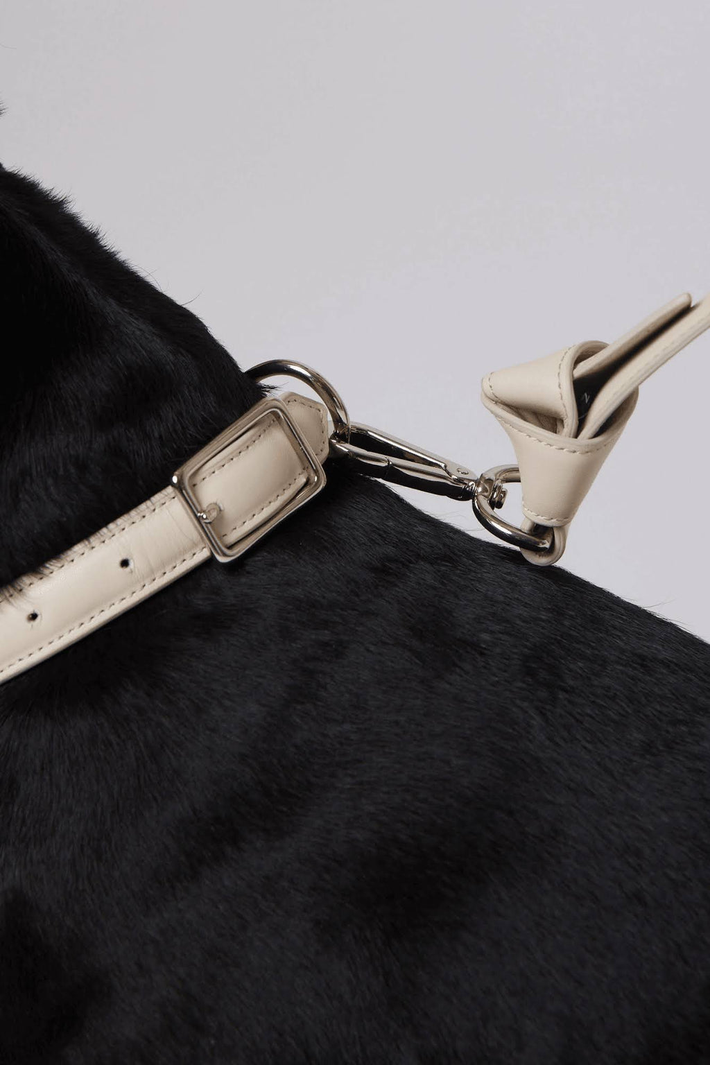 Leather Dog Collar T728960