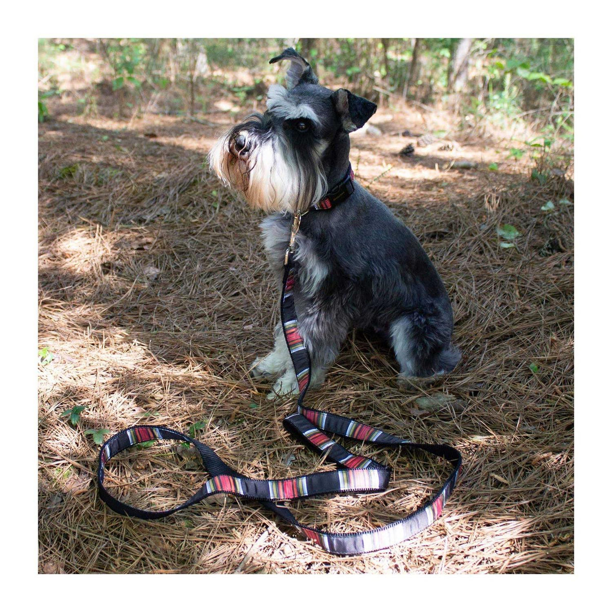Dog Collar A182