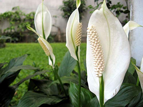 5 Live Plants in 6 Inch Pots Spathiphyllum I221