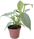 4 inch Philodendron Live Indoor Plant V68347