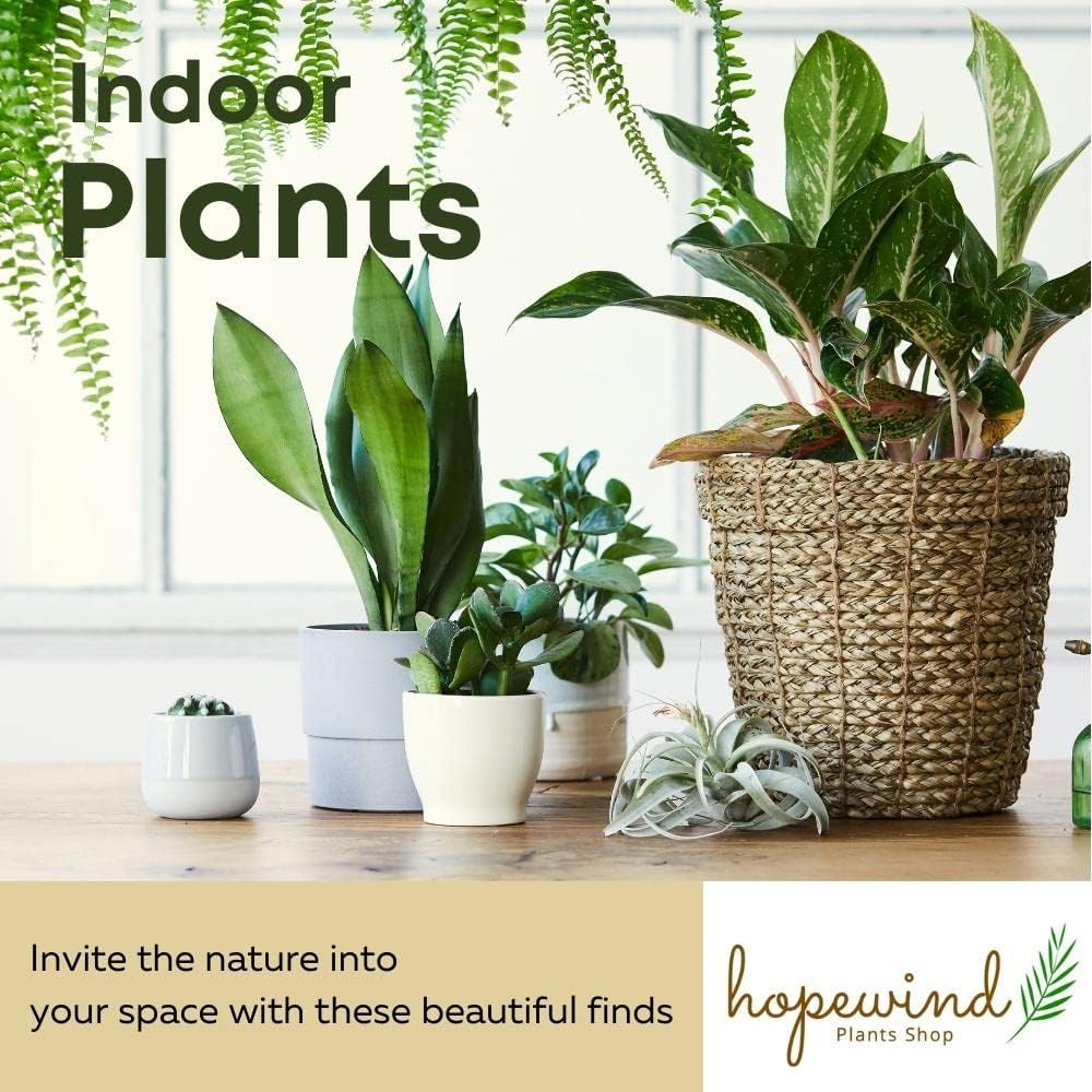 4 inch Philodendron Live Indoor Plant V68347
