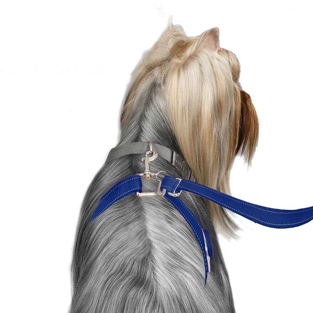 Dog Leash I629747