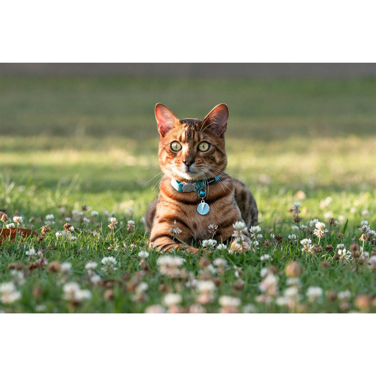 Enamel Pet ID Tag V36698