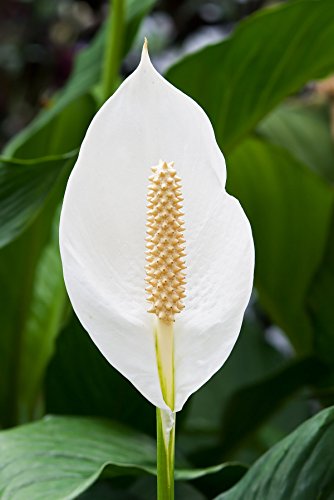 5 Live Plants in 6 Inch Pots Spathiphyllum I221