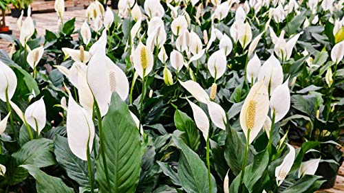 5 Live Plants in 6 Inch Pots Spathiphyllum I221