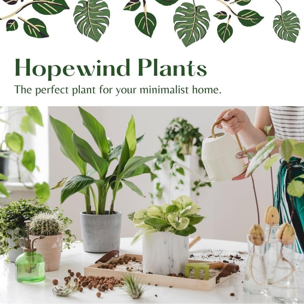 4 inch Philodendron Live Indoor Plant V68347
