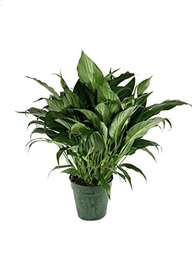5 Live Plants in 6 Inch Pots Spathiphyllum I221