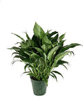 5 Live Plants in 6 Inch Pots Spathiphyllum I221