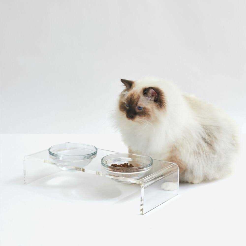 Clear Elevated Glass Bowl Feeder T329804