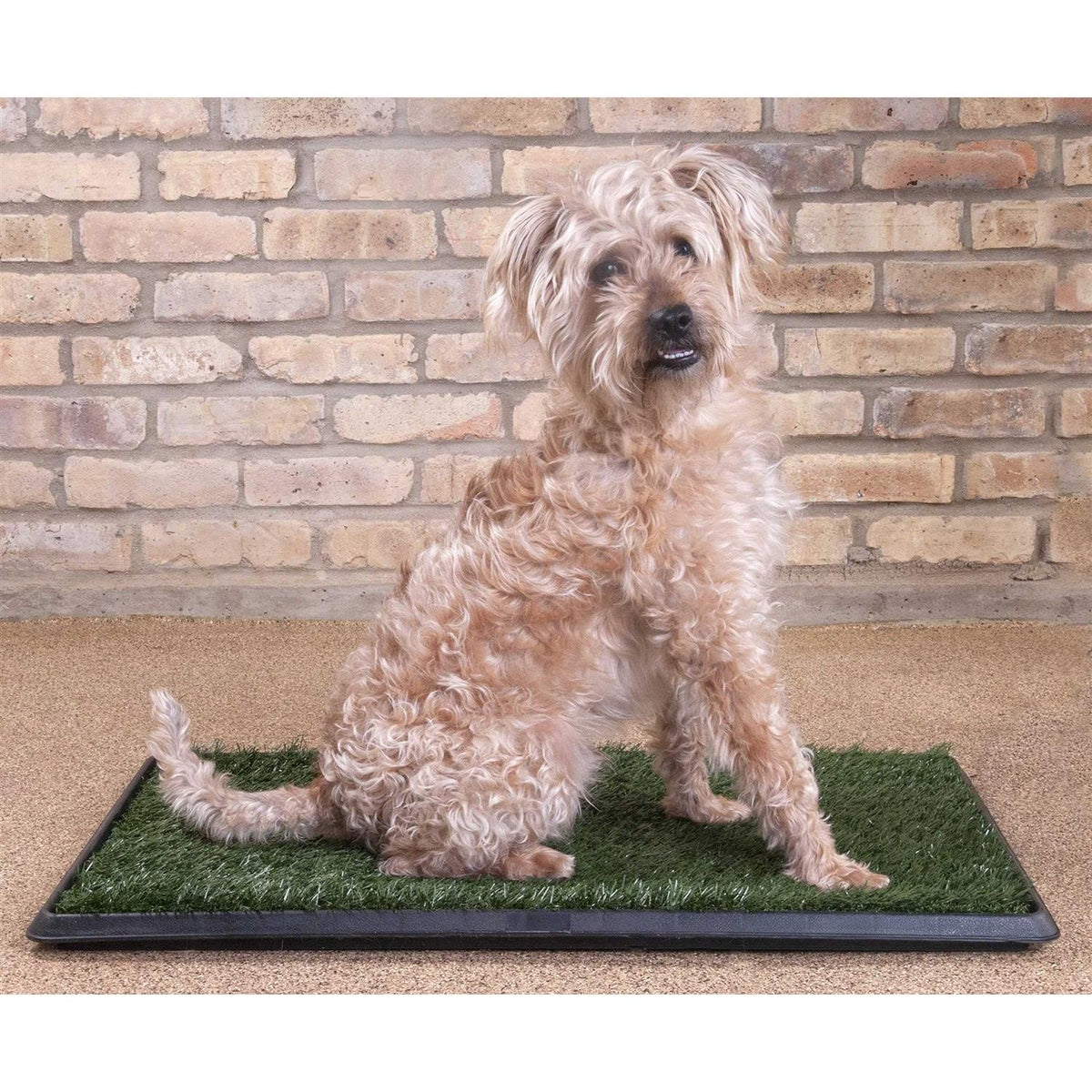Dog Grass Pad with Tray D499
