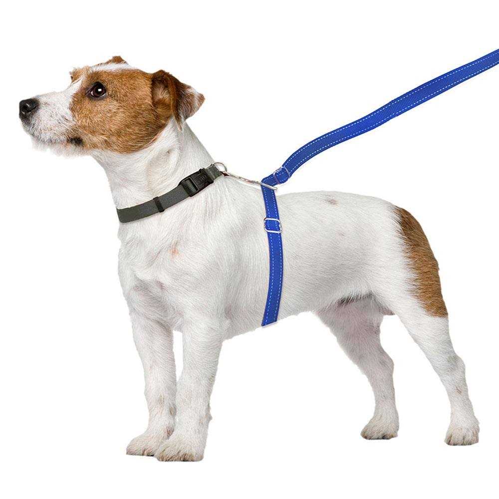 Dog Leash I629747