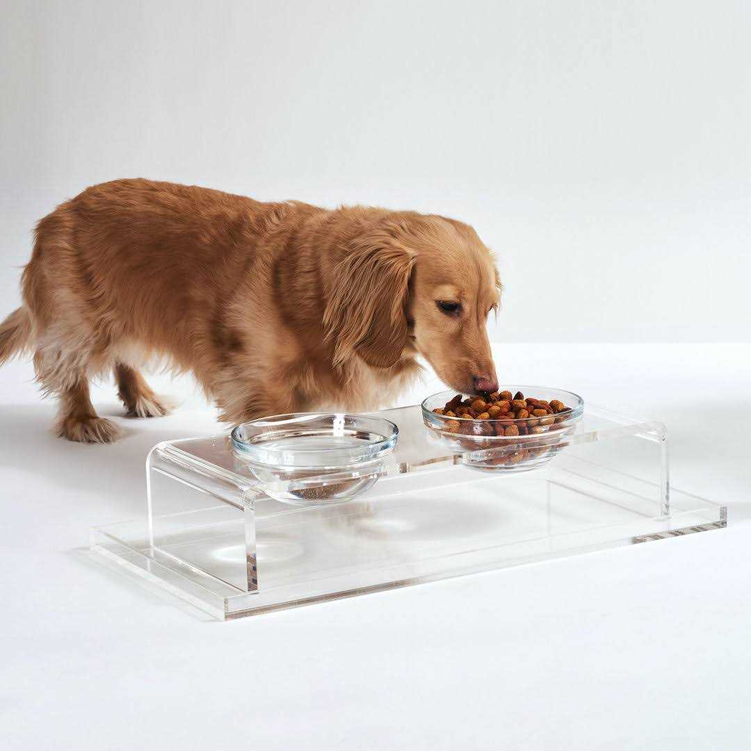 Clear Elevated Glass Bowl Feeder T329804