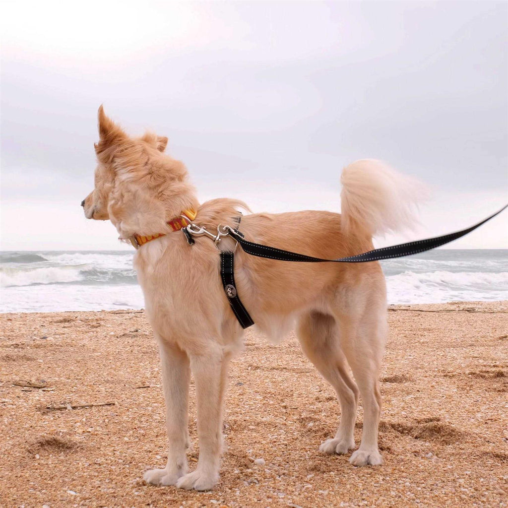 Dog Leash I629747