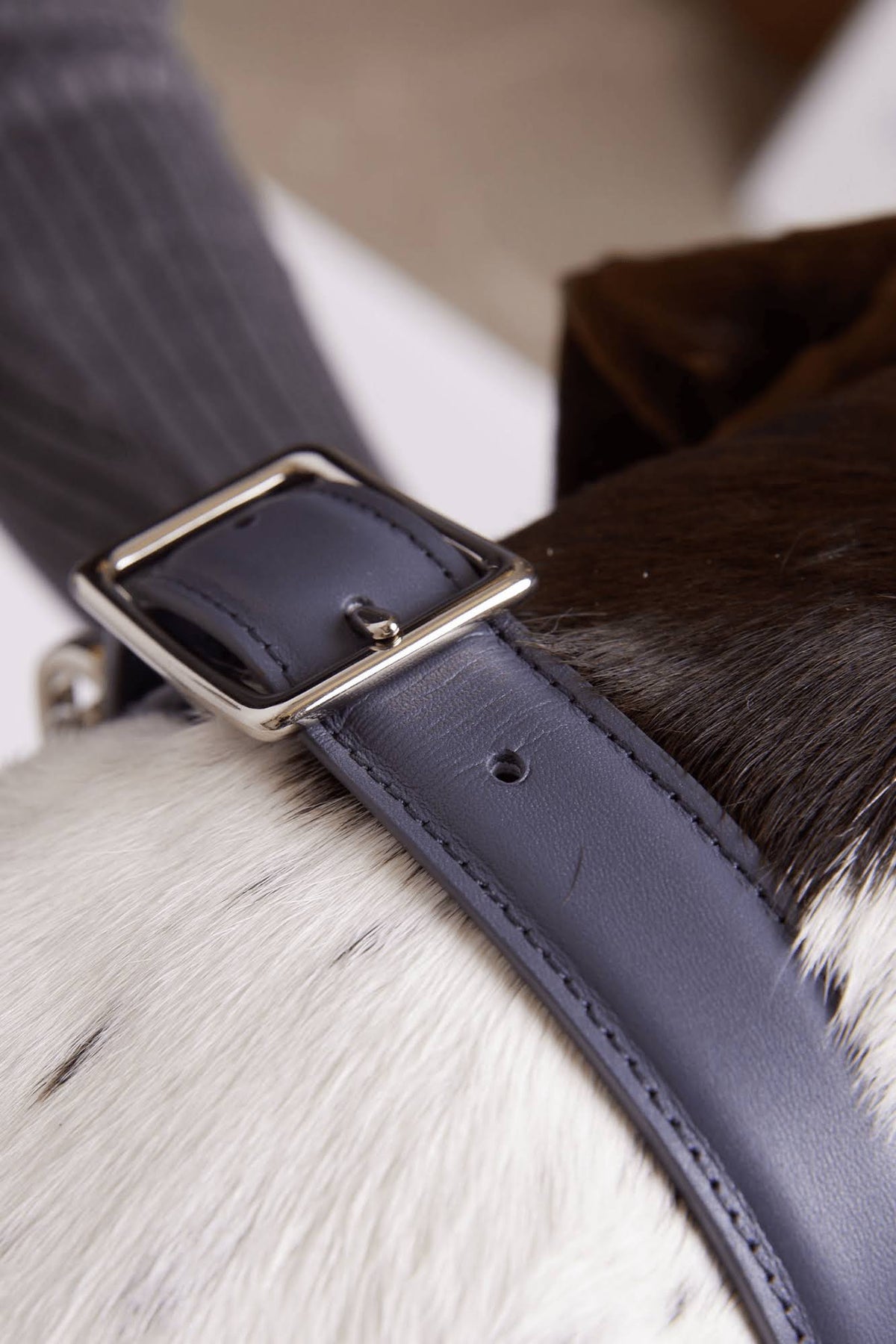 Leather Dog Collar T728960